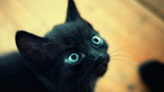 Почему глаза котенка меняют цвет
