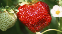How to take care of outdoor strawberry