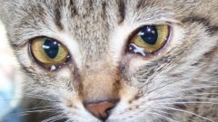 Как лечить заболевания глаз у кошек