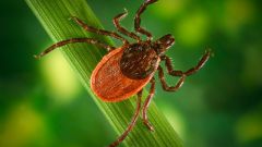 How to check whether the dangerous tick