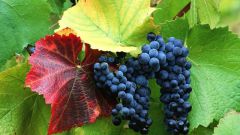 Как предотвратить болезни винограда