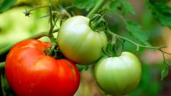 Как защитить помидоры от фитофторы
