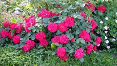 Выращивание парковой розы
