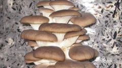 Питательные и целебные свойства грибов вешенок