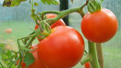 How to care for tomatoes