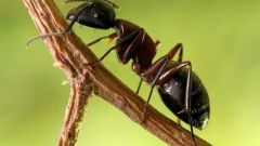 How to protect trees from ants