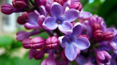 The use of lilac in folk medicine