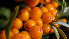 Heal wounds with sea buckthorn