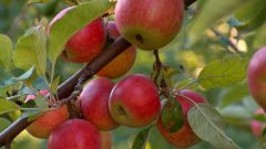 Как выбрать саженцы яблони