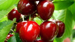 How to get rid of growth cherry
