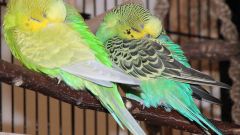 Как волнистые попугаи спят