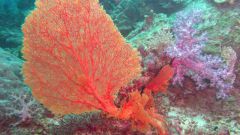 Как выглядят кораллы
