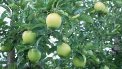 Как бороться с вредителями яблонь