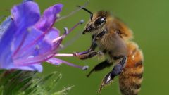 Как видят пчелы