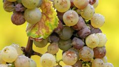 Как вырастить виноград из чубука
