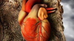 Как выглядит сердце человека