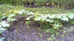 Why yellow leaves of the cucumbers