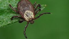 What disease is transmitted by ticks