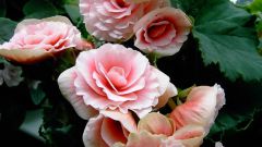 How to care for roses in the country