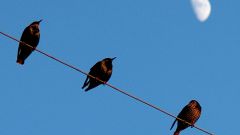 Почему не бьёт током птиц, которые сидят на высоковольтных проводах