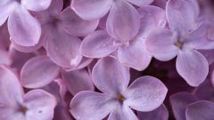 How and when to plant lilac
