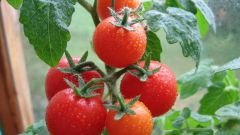 How to plant tomatoes in the greenhouse