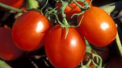 Как выращивать томаты в открытом грунте