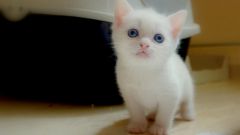 How to teach a kitten to eat on their own and walk in pan