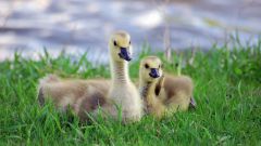 How to care for the goslings