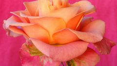 How to transplant roses in the spring