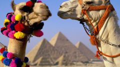 Куда поехать в Египет с ребенком