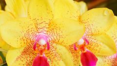Как ухаживать за орхидеями после цветения