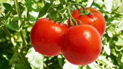 How to remove laterals from tomatoes