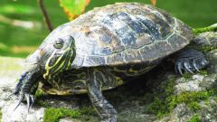 Как сделать террариум для сухопутной черепахи