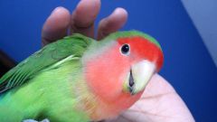 How to call parrot lovebird