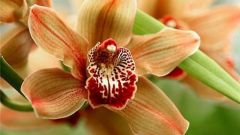 Как пересадить "детку" орхидеи