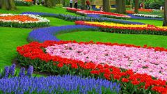 How to plant beautiful flowers