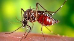 Зачем комарам кровь