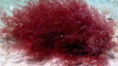 Какие водоросли самые глубоководные
