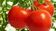 Как опылять помидоры