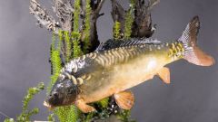 How to distinguish female carp from the male