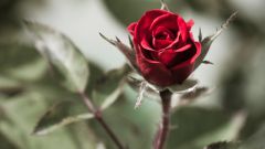 Почему розы колючие