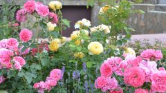 Как вырастить здоровые розы в саду