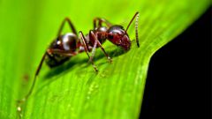 How to bring ants from the area