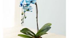 Орхидея фаленопсис - цветок для ленивых?