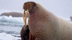 Интересные факты о моржах