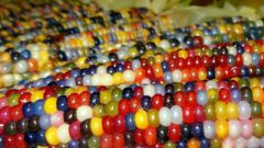 Цветная кукуруза - чудо селекции