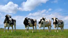 Почему мясо коровы называется говядина