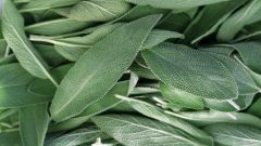 How to prepare sage