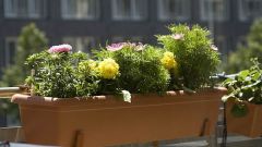Какие цветы лучше сажать на балконе